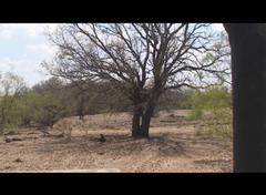 SW Pond from the East beyond 2nd tree.jpg